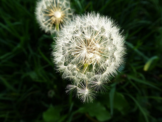 Dandelion! Do you see Weeds or Wishes?