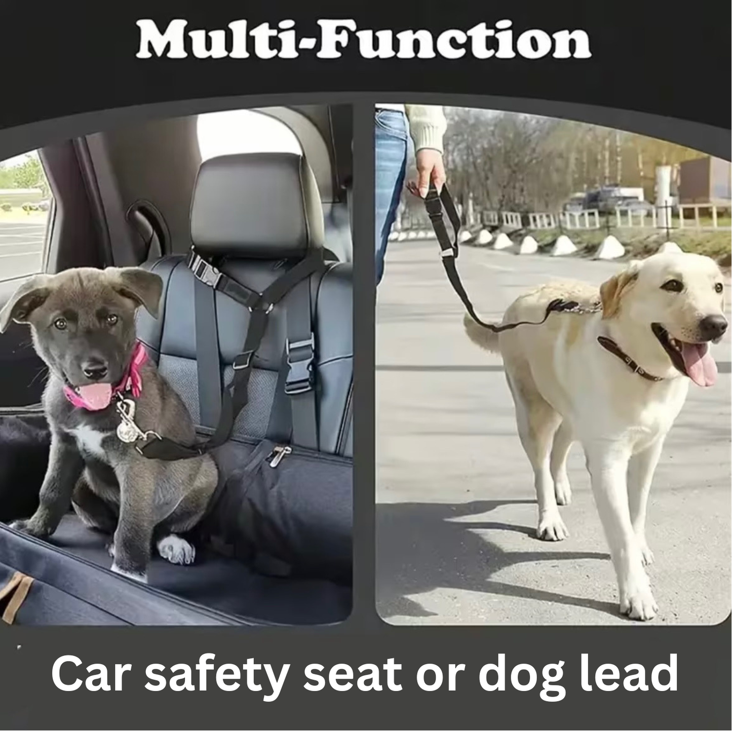 Safety Pet Leash for Car and Walks in the Park!