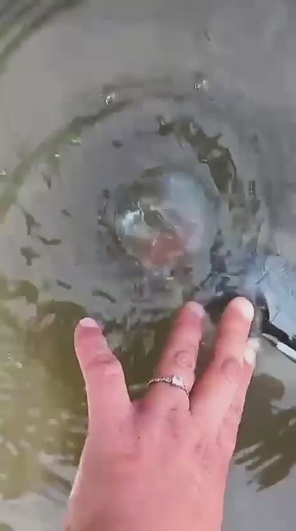 Sensii Personal Water Filter LifeStraw - Lightweight Purifier for Clean Drinking Water