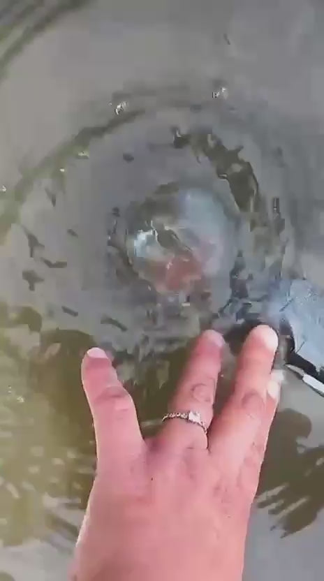 Sensii Personal Water Filter LifeStraw - Lightweight Purifier for Clean Drinking Water